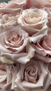 Цветовете на розите и скритата им символика
