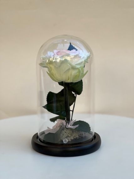 Трицветна вечна роза в стъклен купол