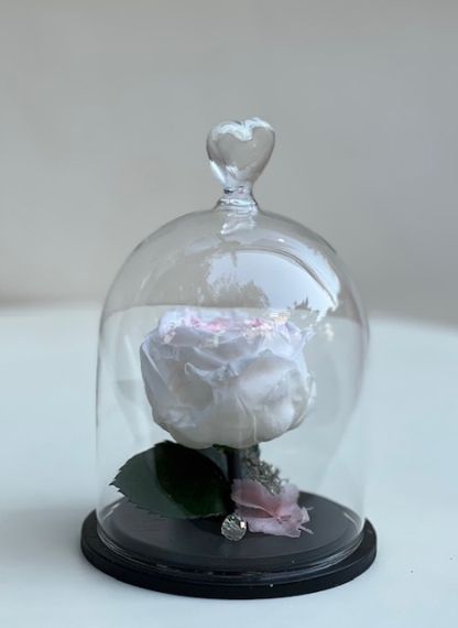 Двуцветна вечна роза в стъклен купол