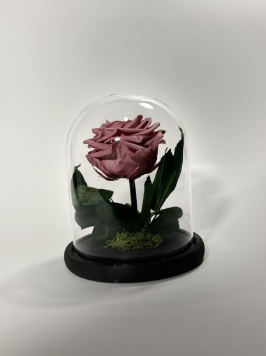 Розово- лилава вечна роза в стъклен купол