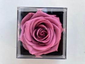 Розово- лилава вечна роза в кутия