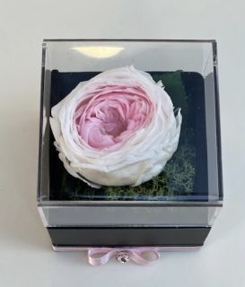 Двуцветна вечна роза в кутия