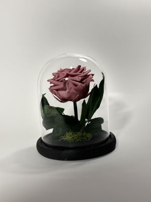 Розово- лилава вечна роза в стъклен купол